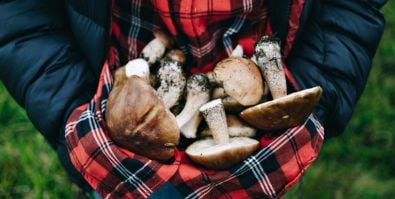 Jak się ubrać na grzyby? Praktyczny poradnik każdego grzybiarza