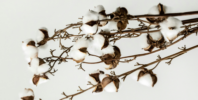 Bawełna na szlaku – dlaczego może być największym błędem?